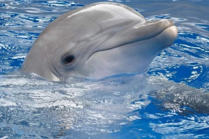 Bijeli dupin ili tukushi - amazon endemic Bijeli dupin ili tukushi - amazon endemic